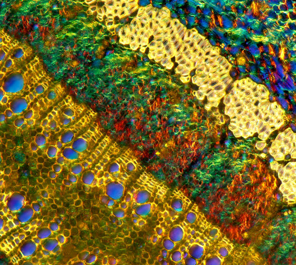 Plant tissue. Polarized light micrograph of oak (Quercus) transversal cross-section of the leaf stalk. Magnification is 100X at 10 cm wide.
