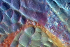 SZYNKA-ZLOTA-MIKROFOTOGRAFIA