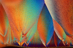 WITAMINA-C-MIKROFOTOGRAFIA-16